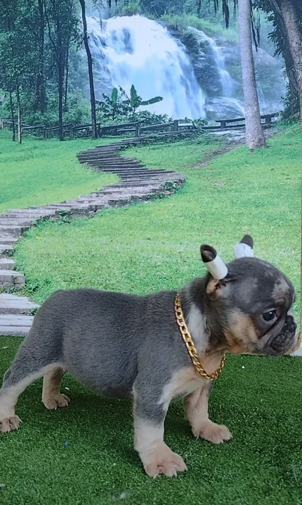 bulldog-frances-cachorro-1