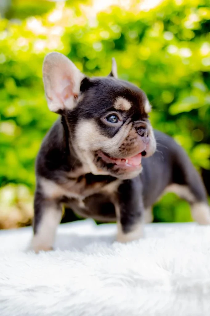 bulldog-frances-cachorro-12