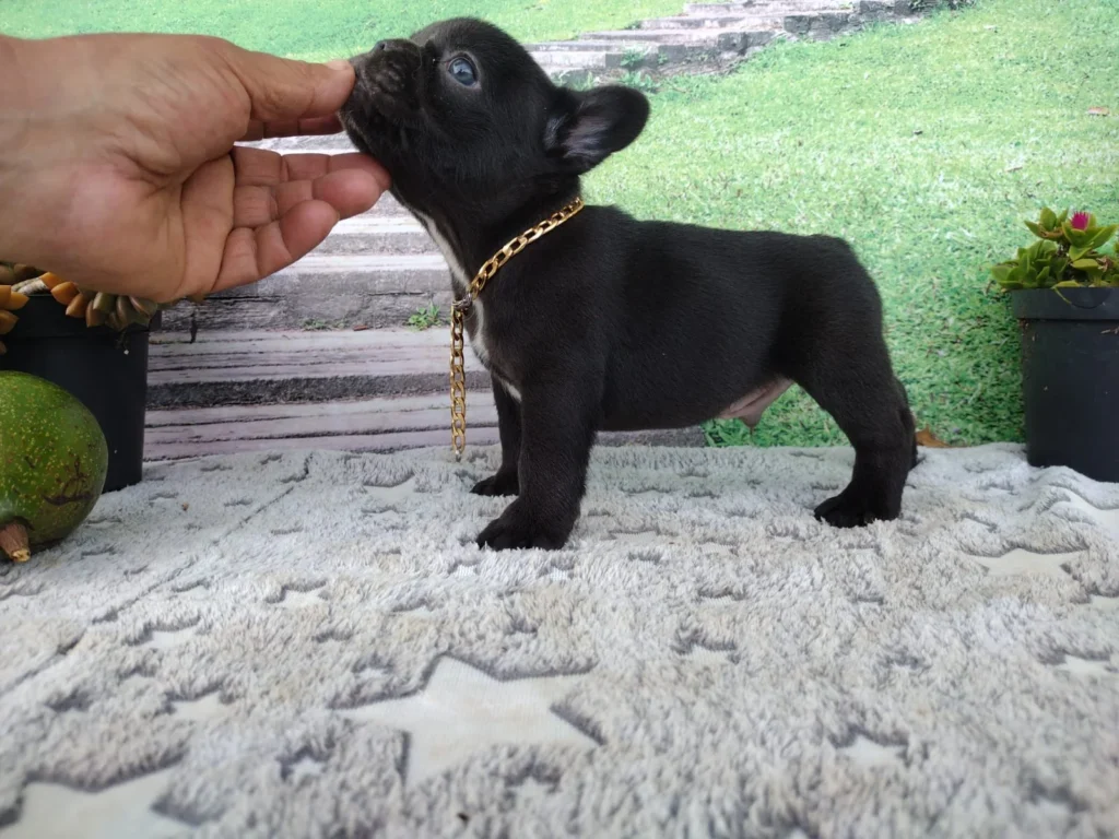 bulldog-frances-cachorro-15