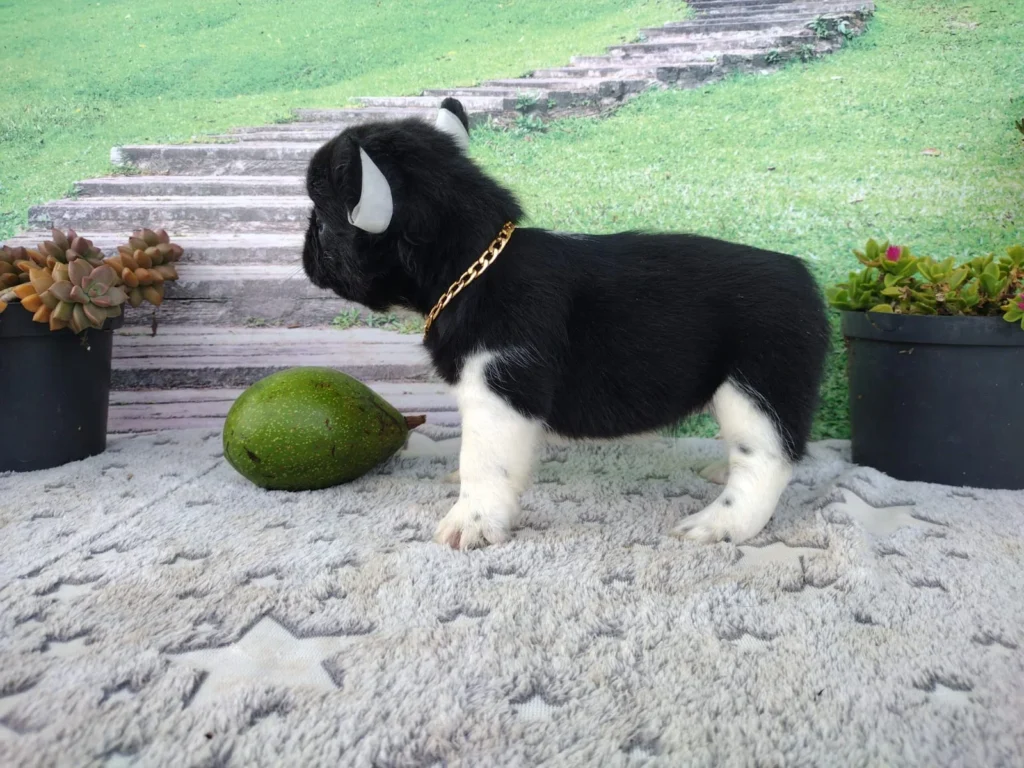 bulldog-frances-cachorro-18