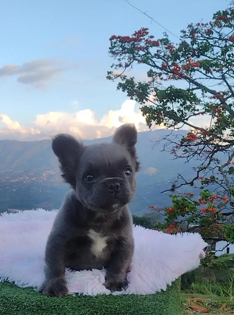 bulldog-frances-cachorro-3