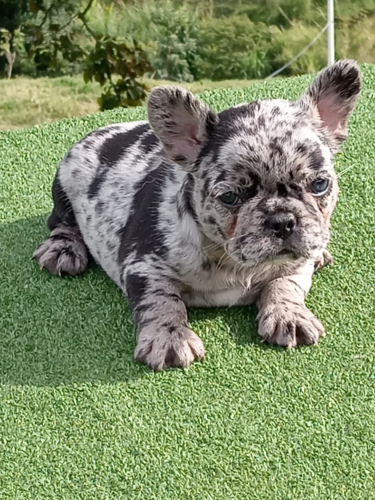 bulldog-frances-cachorro-7