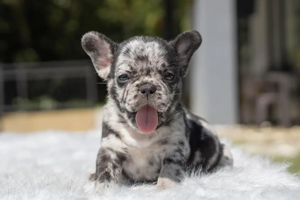 bulldog-frances-cachorro-9