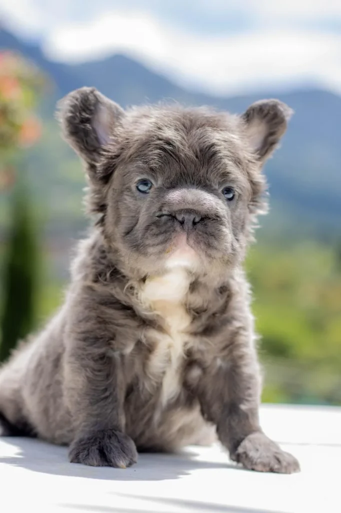 cachorro-bulldog-frances-1