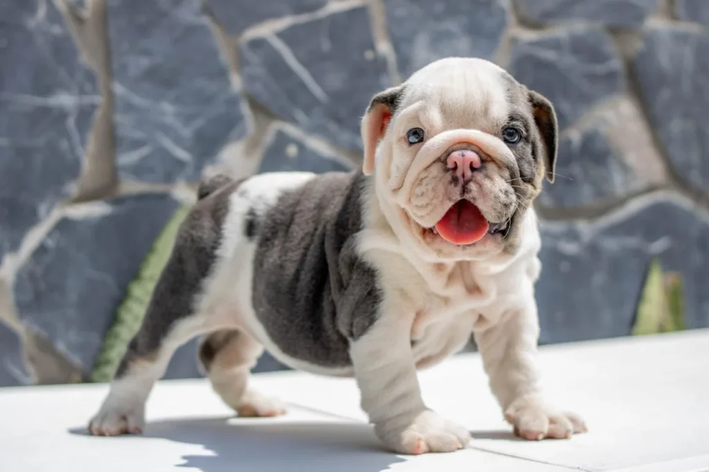 cachorro-bulldog-ingles-1