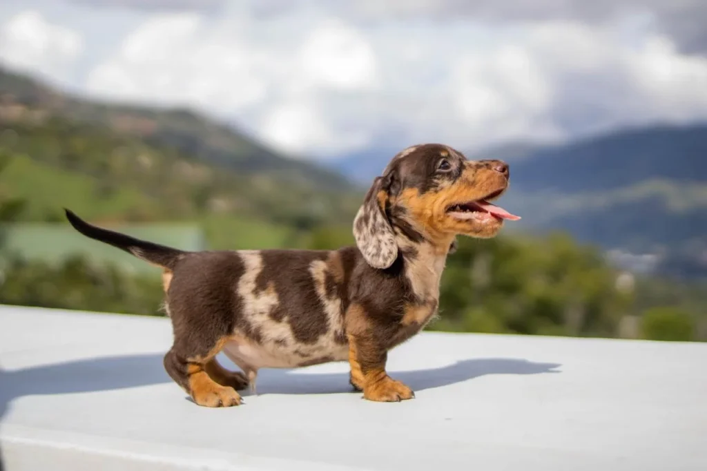 cachorro-teckel-1