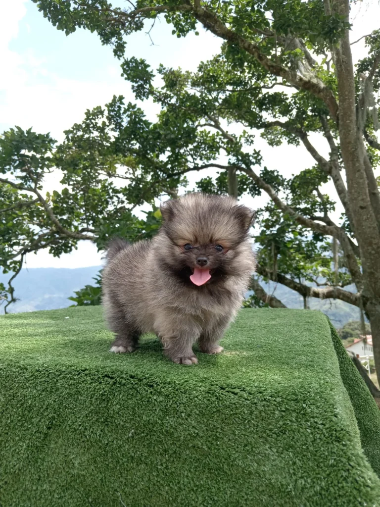 pomerania-cachorro-1