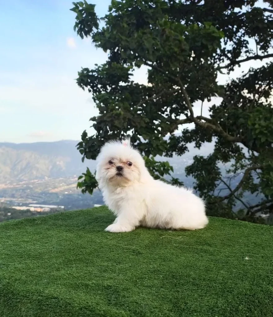 shih-tzu-cachorro-1