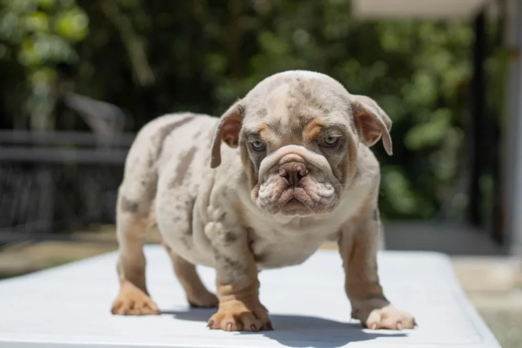 bulldog-ingles-cachorro-1