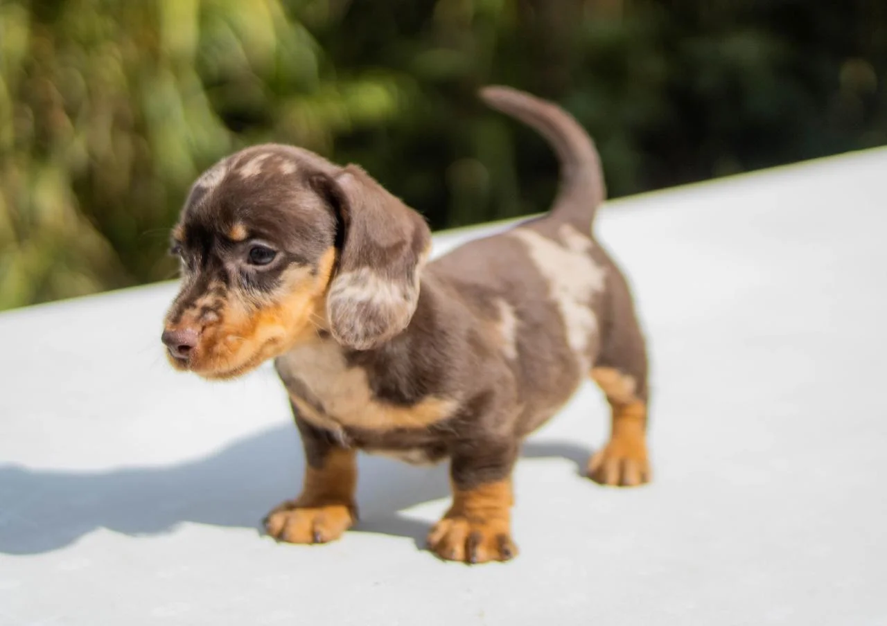 cachorro-teckel-2