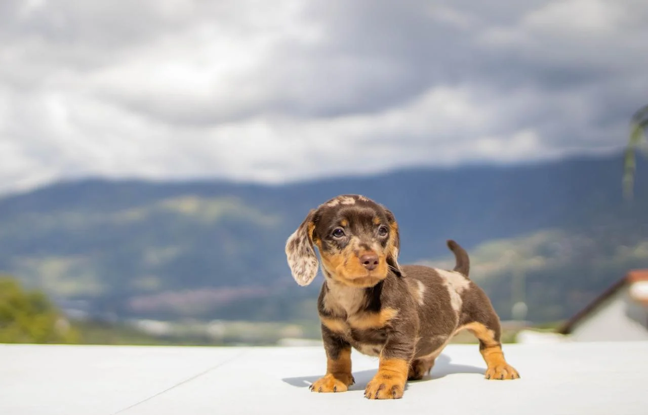 cachorro-teckel-3