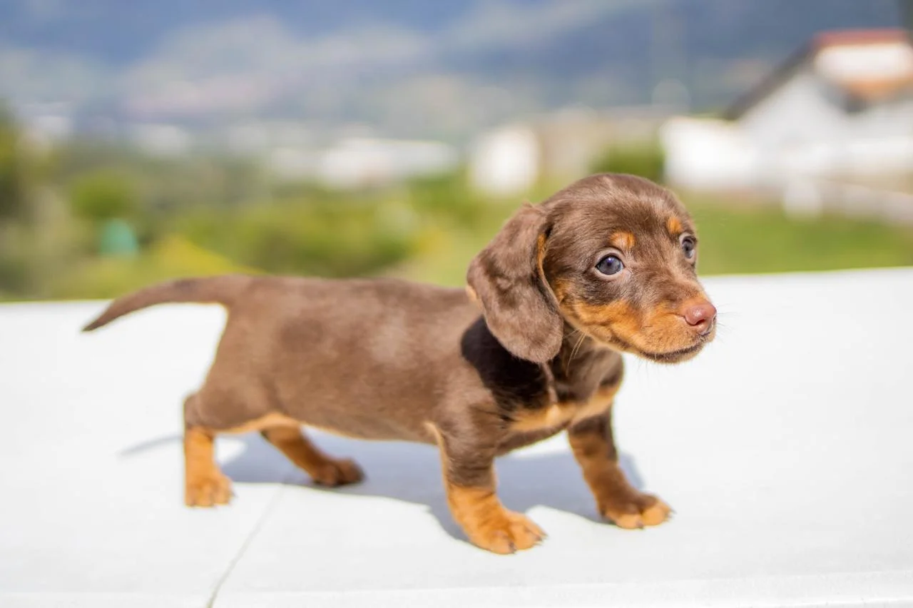 cachorro-teckel-4