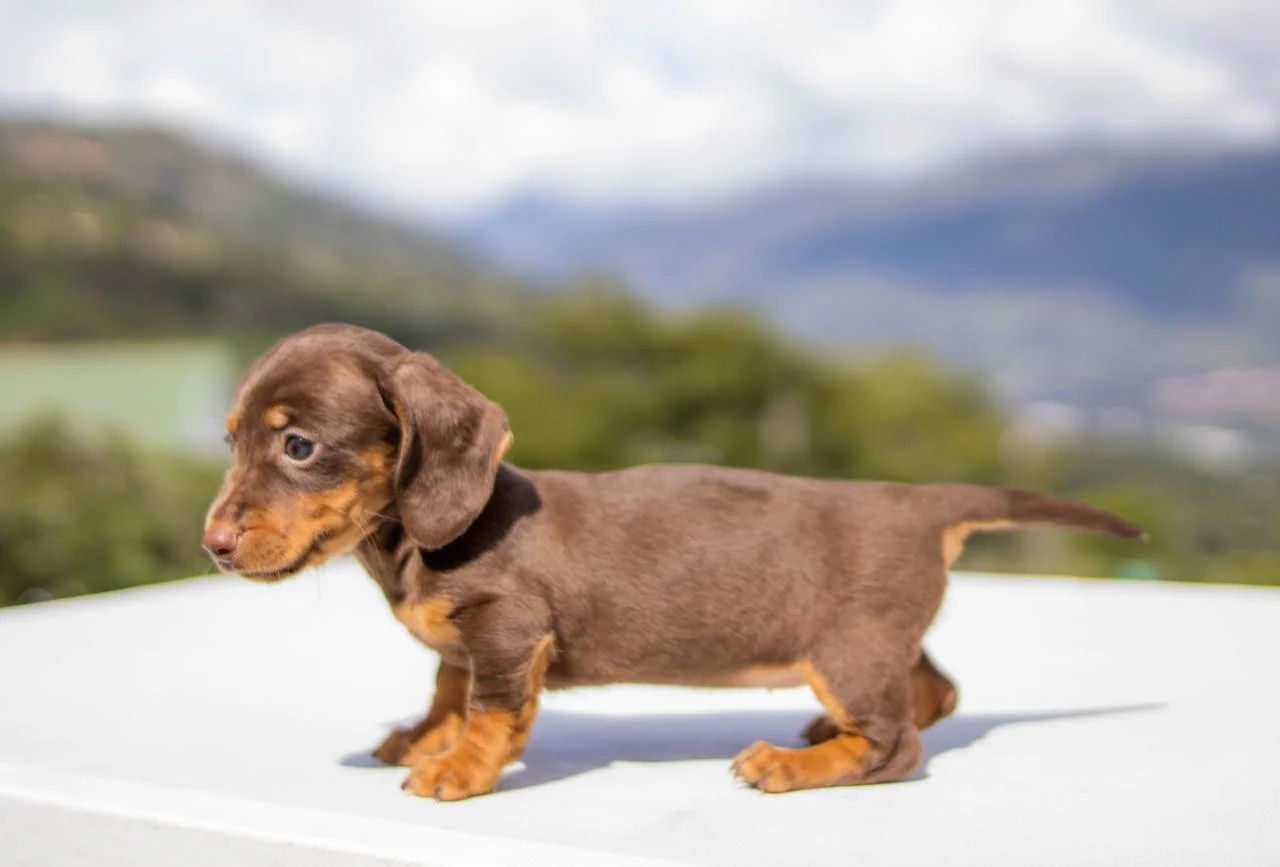 cachorro-teckel-5