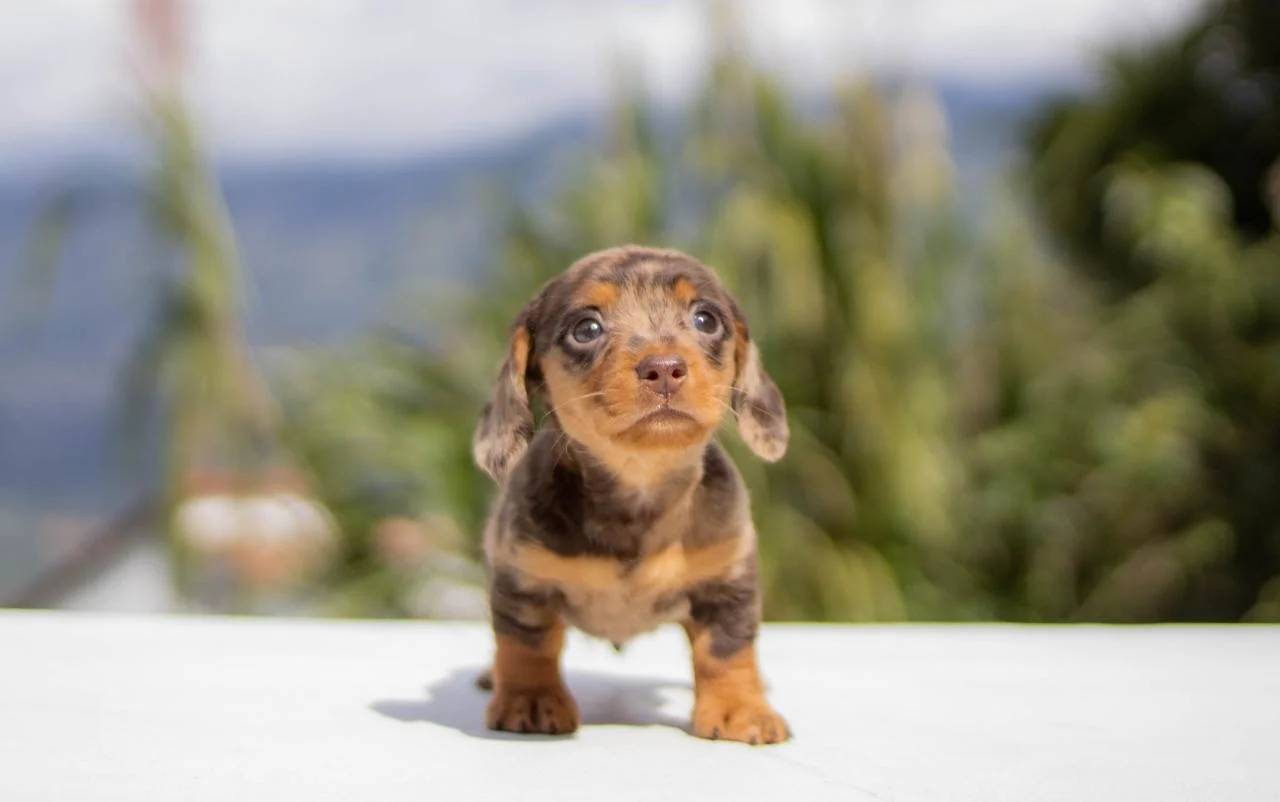 cachorro-teckel-6