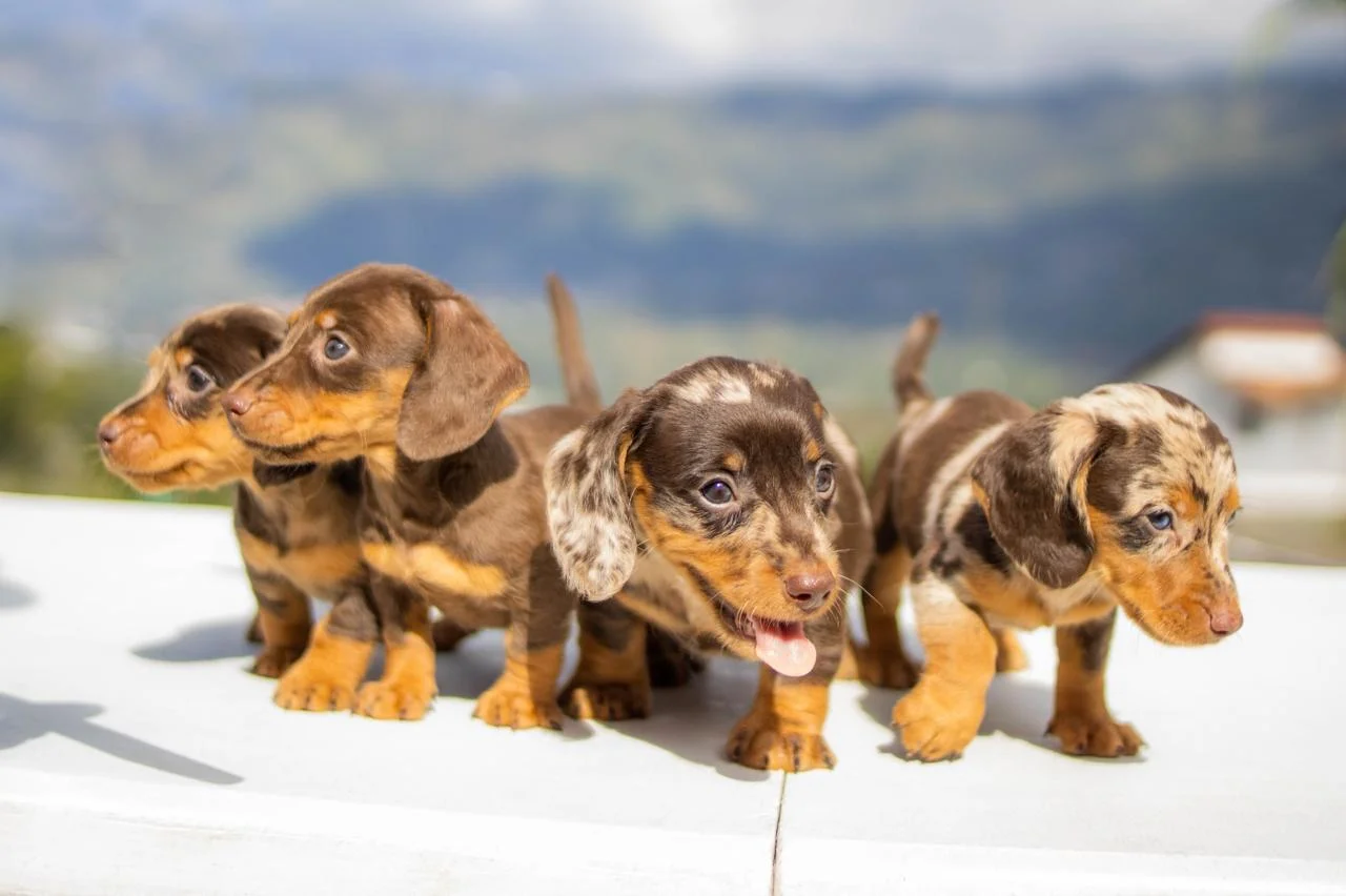 cachorro-teckel-7