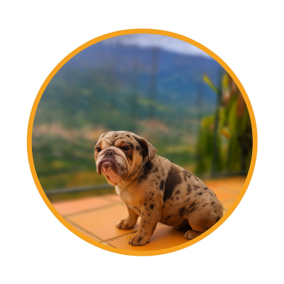 reproductor-bulldog-ingles reproductor-bulldog-ingles
